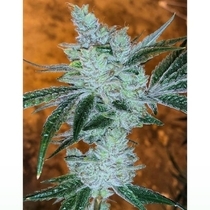 Lemon Delight Feminized (Cali Connection Seeds) Cannabis Seeds