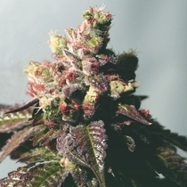 Passion Berry - The Gold Line - Female (Cali Connection Seeds) Cannabis Seeds