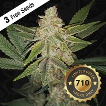 Hazanana Female Cannabis Seeds by T.H.Seeds x Killah Priest (TH Seeds) Cannabis Seeds
