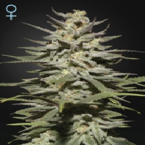 Super Lemon Haze CBD (Green House Seeds) Cannabis Seeds