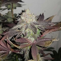 Comeback Kush Regular (True Canna Genetics Seeds) Cannabis Seeds