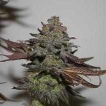 Rainbow Valley Regular (True Canna Genetics Seeds) Cannabis Seeds