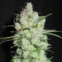 Cream Cheese Frosting Regular (Ultra Genetics Seeds) Cannabis Seeds