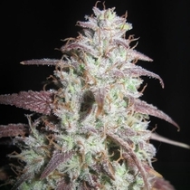 Sour Gob Stopper Regular (Ultra Genetics Seeds) Cannabis Seeds