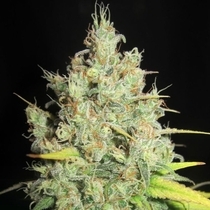 Nord Stream Gas Regular (Ultra Genetics Seeds) Cannabis Seeds