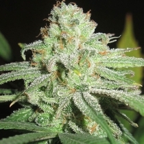 Cheesy Fruits Regular (Ultra Genetics Seeds) Cannabis Seeds