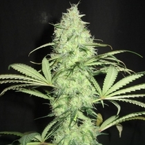 Sunday Gravy Regular (Ultra Genetics Seeds) Cannabis Seeds