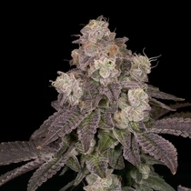 Moonbow 112 IX Regular (Archive Seedbank) Cannabis Seeds