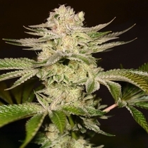 PetroChem Female (Archive Seedbank) Cannabis Seeds