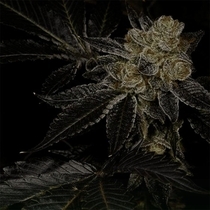 Biohazard Feminized (Archive Seedbank) Cannabis Seeds