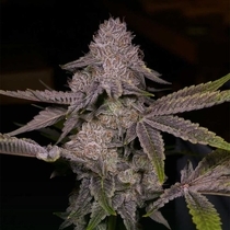 Tar Regular (Archive Seedbank) Cannabis Seeds