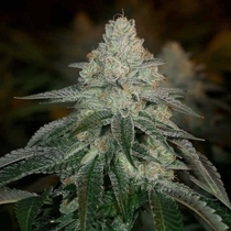 Hazmat Feminized (Archive Seedbank) Cannabis Seeds