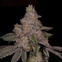 Blue Belts Feminized (Archive Seedbank) Cannabis Seeds