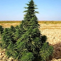 Kundoz Regular (Afghan Selection Seeds) Cannabis Seeds