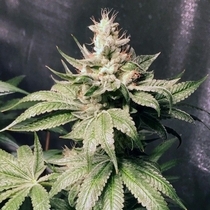 Atomic Sour Female (Dank Genetics Seeds) Cannabis Seeds