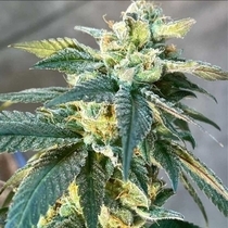 Lethal Protector Regular (Dark Horse Genetics Seeds) Cannabis Seeds