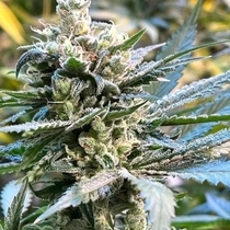 The Undercaker Regular (Dark Horse Genetics Seeds) Cannabis Seeds
