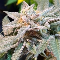 The Pedigree Regular (Dark Horse Genetics Seeds) Cannabis Seeds