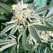 Royal Hulk Regular (Dark Horse Genetics Seeds) Cannabis Seeds