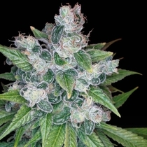 Kandy Kush Female (DNA Genetics Seeds) Cannabis Seeds