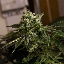 O.D.B (Old Dirty Biker) aka Cheesy Rider Regular (Karma Genetics Seeds) Cannabis Seeds