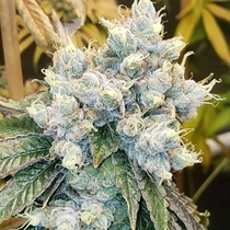 Hayabusa OG Regular (Karma Genetics Seeds) Cannabis Seeds