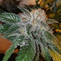 Gela Tini Regular (Karma Genetics Seeds) Cannabis Seeds