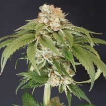 Kushi Melon Female (Karma Genetics Seeds) Cannabis Seeds
