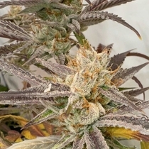 Pink Crumble Feminized (Karma Genetics Seeds) Cannabis Seeds