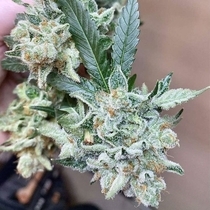 Chem Tini Regular (Karma Genetics Seeds) Cannabis Seeds