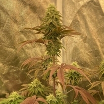 Lemon ZiZi LTD Regular (Karma Genetics Seeds) Cannabis Seeds