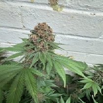 Ribenaz Feminised (Discreet Seeds) Cannabis Seeds