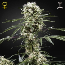 Super Lemon Haze (Green House Seeds) Cannabis Seeds