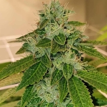 Original Cheese Female (Original Big Buddha Family Farms) Cannabis Seeds