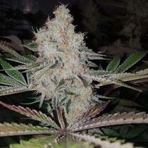 Space Invader Female (Original Big Buddha Family Farms) Cannabis Seeds