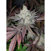 Chuntz Feminized (Original Big Buddha Family Farms) Cannabis Seeds