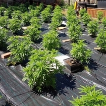 Auto Cheese Autoflowering (Original Big Buddha Family Farms) Cannabis Seeds