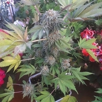 Off Road Regular (Original Big Buddha Family Farms) Cannabis Seeds