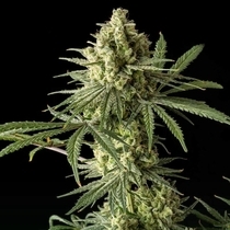 Original Blue Cheese Female (Original Big Buddha Family Farms) Cannabis Seeds