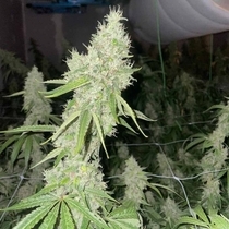 Mac N Cheese Female (Original Big Buddha Family Farms) Cannabis Seeds