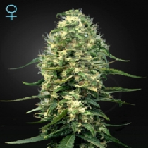 Super Silver Haze CBD (Green House Seeds) Cannabis Seeds