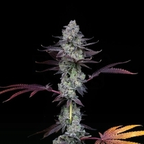Wildcard Female (Compound Genetics Seeds) Cannabis Seeds