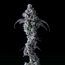 UK Riot Female (Compound Genetics Seeds) Cannabis Seeds