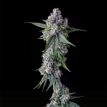 Trillianz Female (Compound Genetics Seeds) Cannabis Seeds