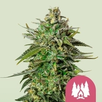 Larry OG (Royal Queen Seeds) Cannabis Seeds