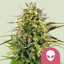 Alien OG (Royal Queen Seeds) Cannabis Seeds