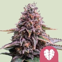 Pink Mist (Royal Queen Seeds) Cannabis Seeds