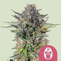Pink Gorilla (Royal Queen Seeds) Cannabis Seeds