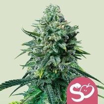 Forbidden Fruit (Royal Queen Seeds) Cannabis Seeds