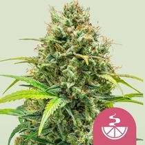Lemon Skunk (Royal Queen Seeds) Cannabis Seeds